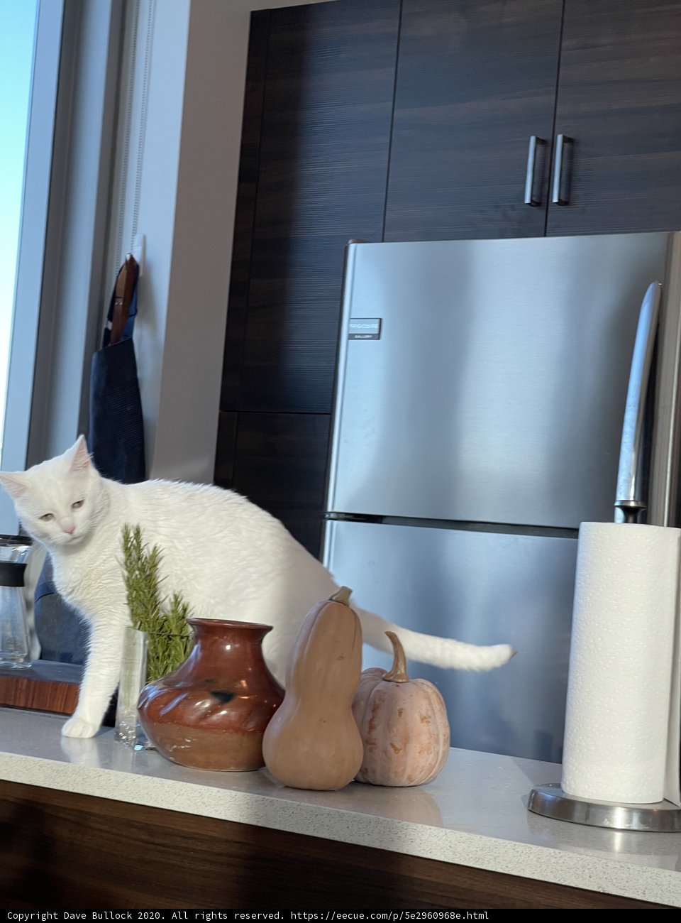 Kitchen Cat