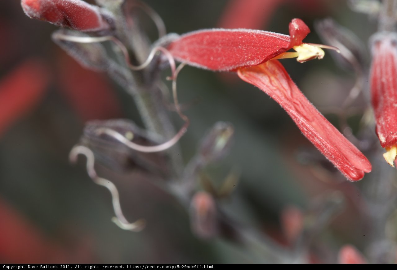 Vibrant Red Acanthaceae Flower