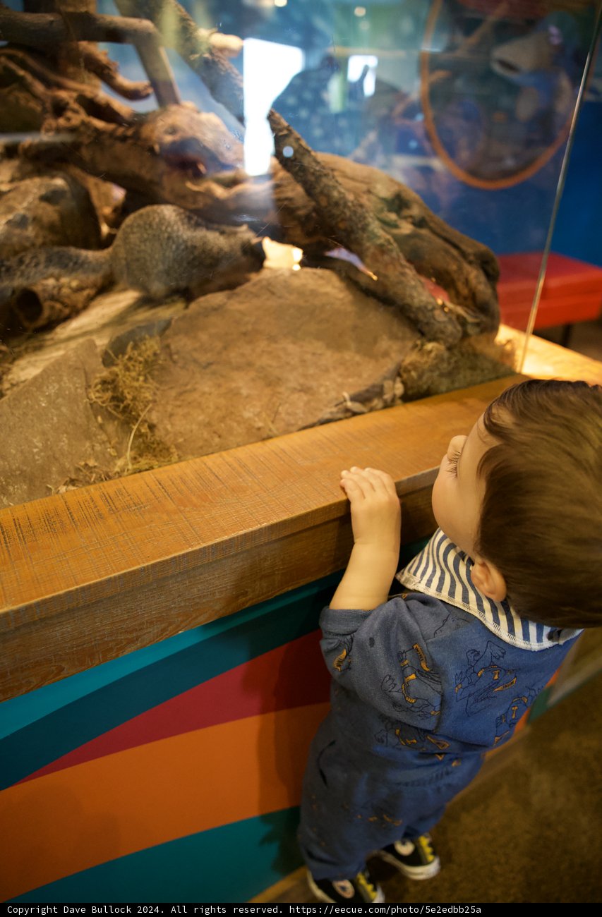 Aquarium Wonder: A Toddler's Encounter