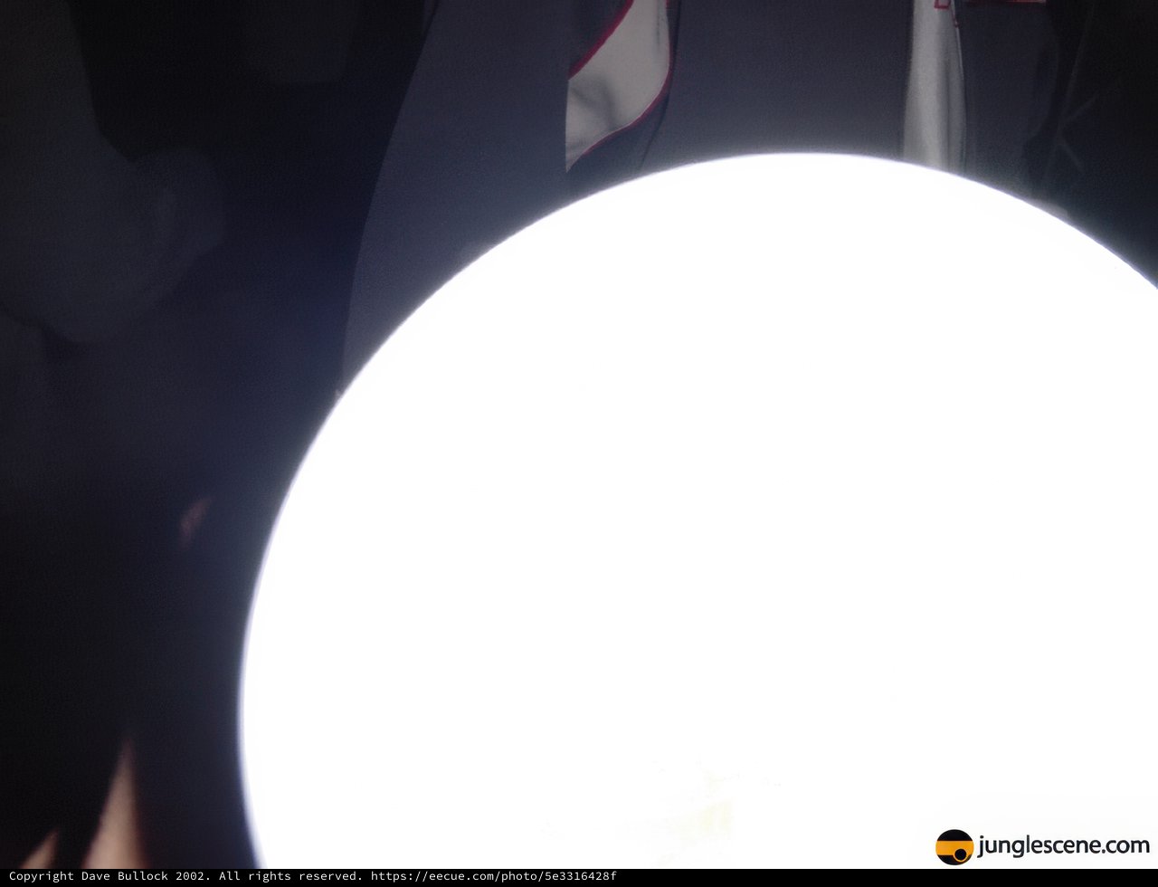 Moonlit Playtime