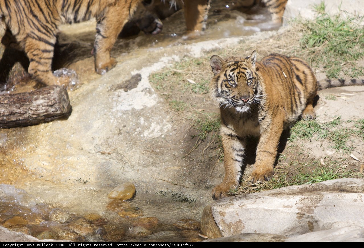 Majestic Tiger Cub on a Rock