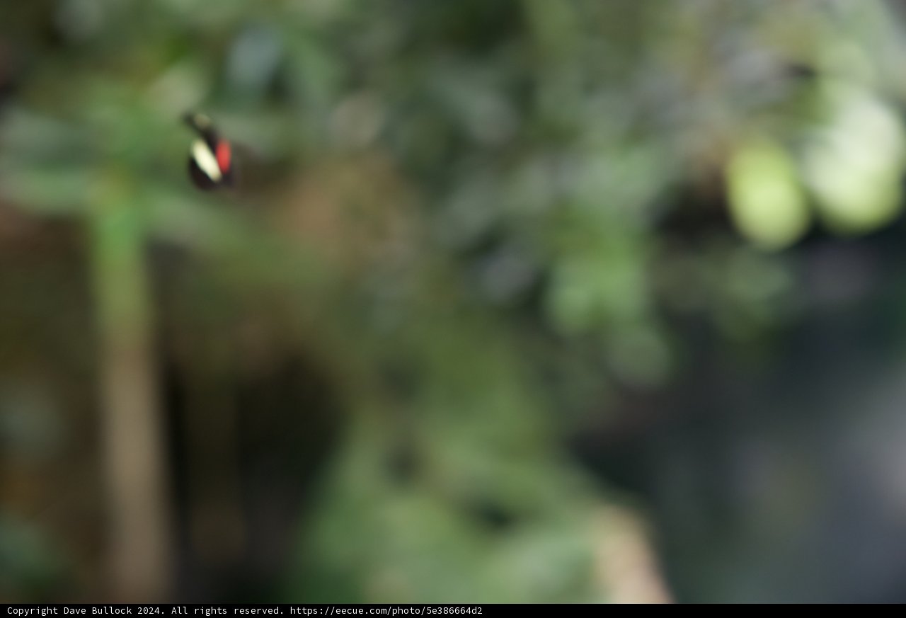 Soaring Scarlet Spectacle