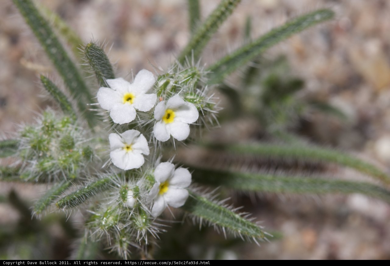 Delicate White Daisy