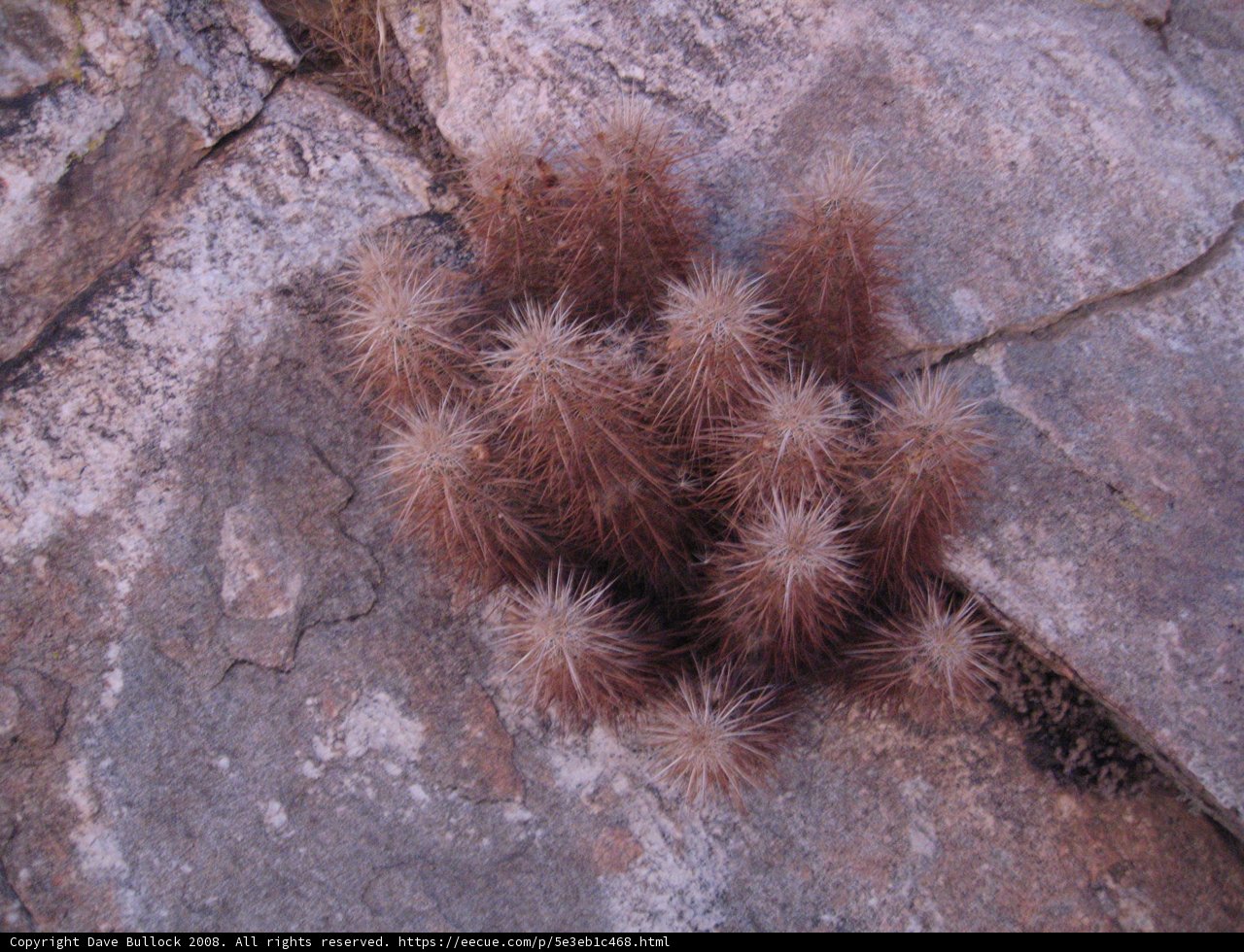 Cactus on the Rocks