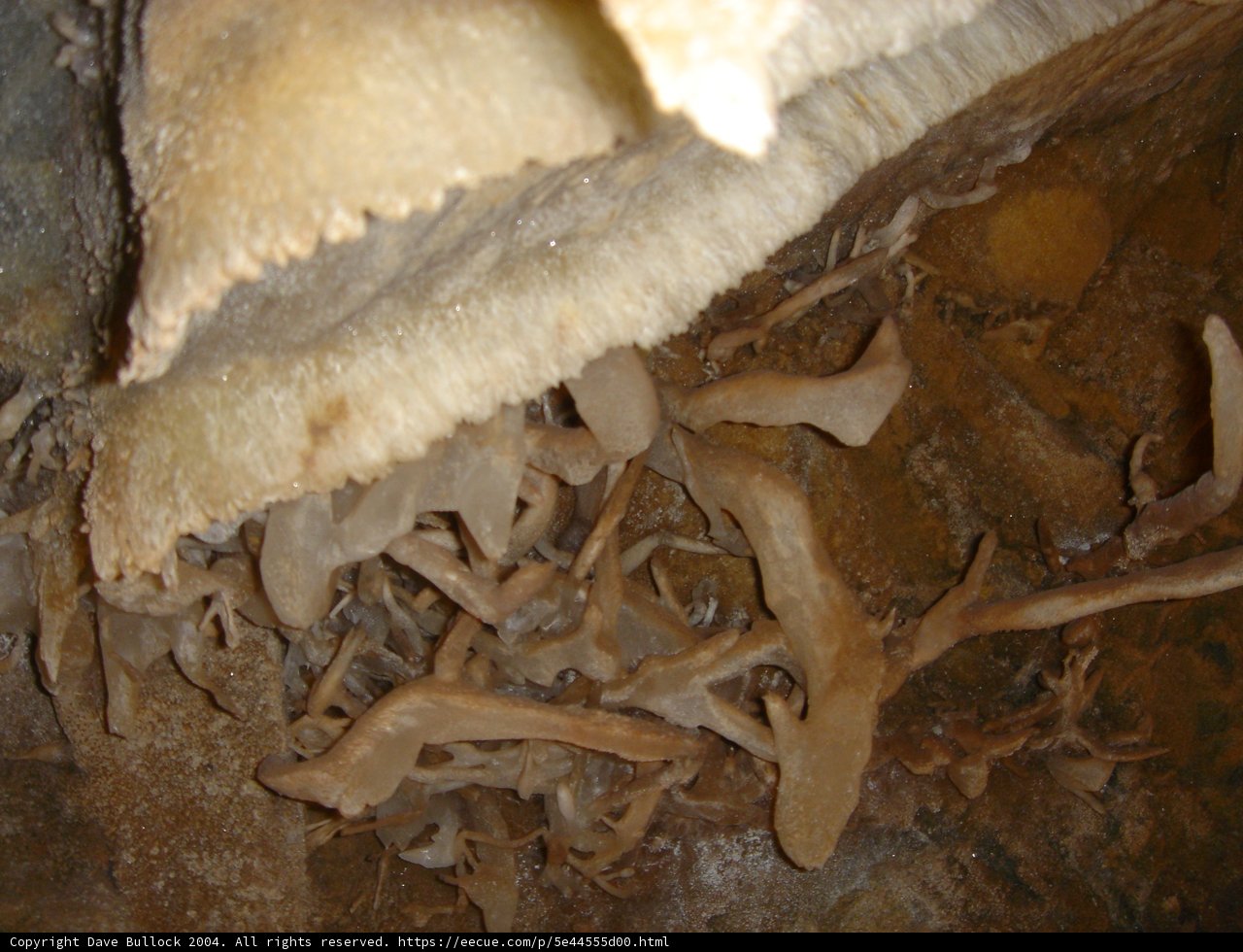 Bountiful Cave Harvest