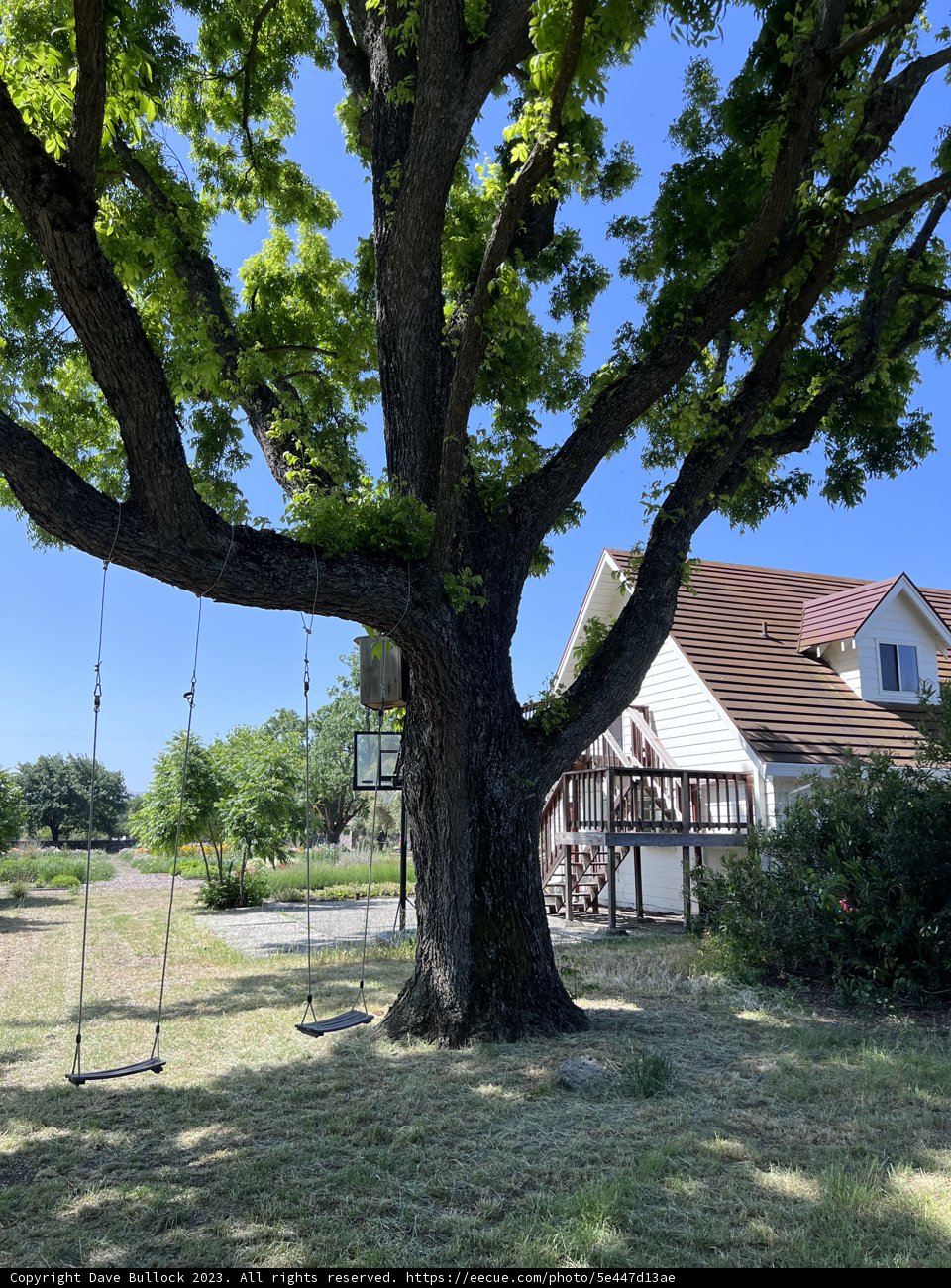 Skyward Majesty in Sonoma Abode