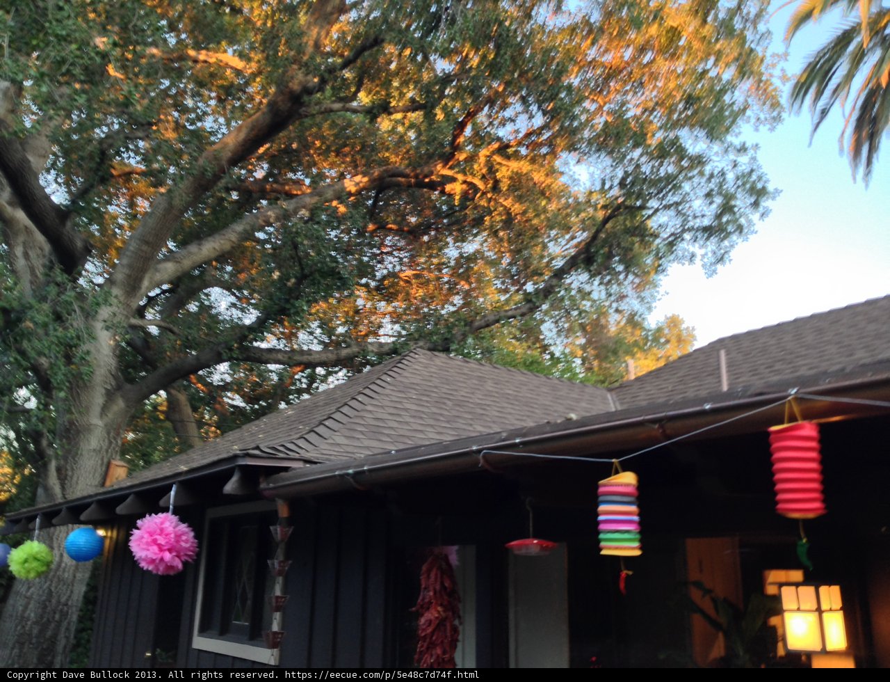 The Tree and the Rooftop Oasis