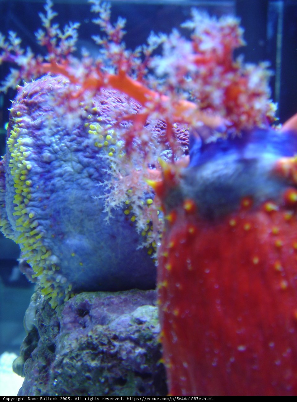 Vibrant Coral with Red and Yellow Sponge