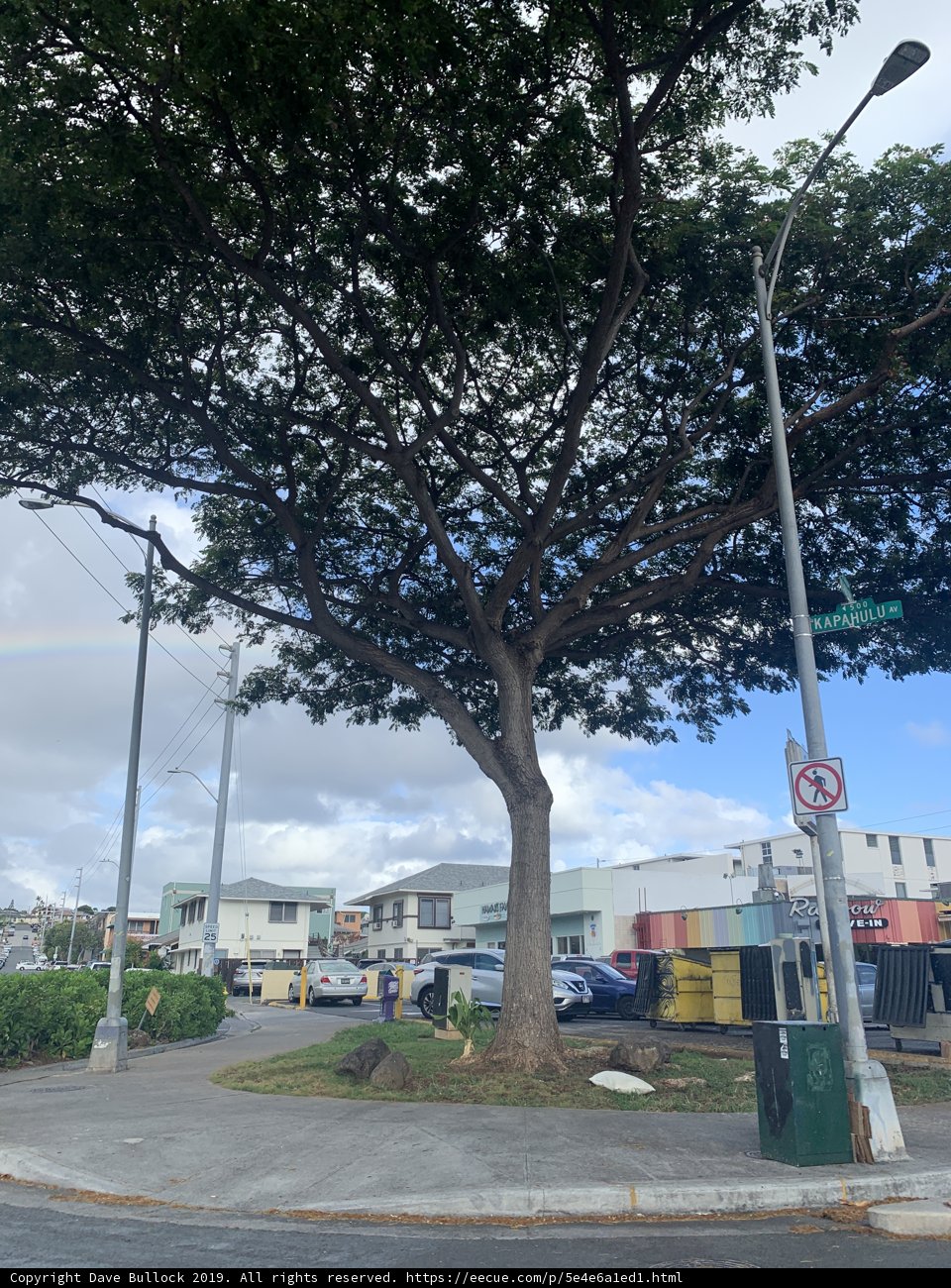 Rainbow Tree amidst the Urban Jungle