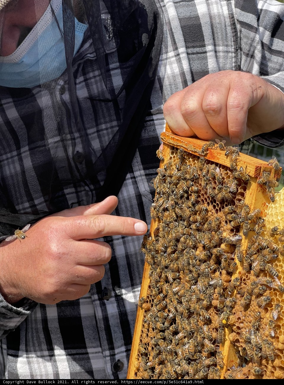 Beekeeper Holding a Frame of Busy Bees (85%)