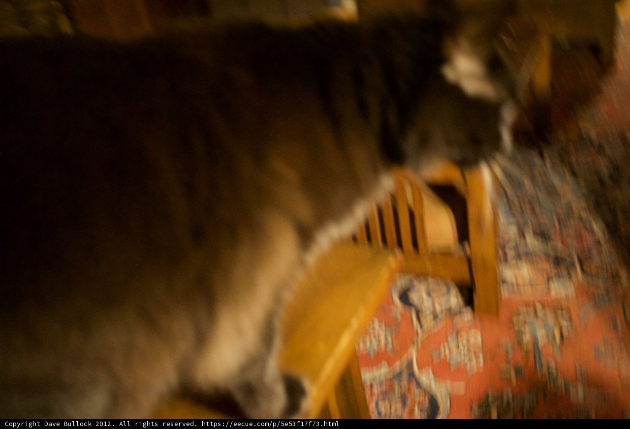 Chair Cat