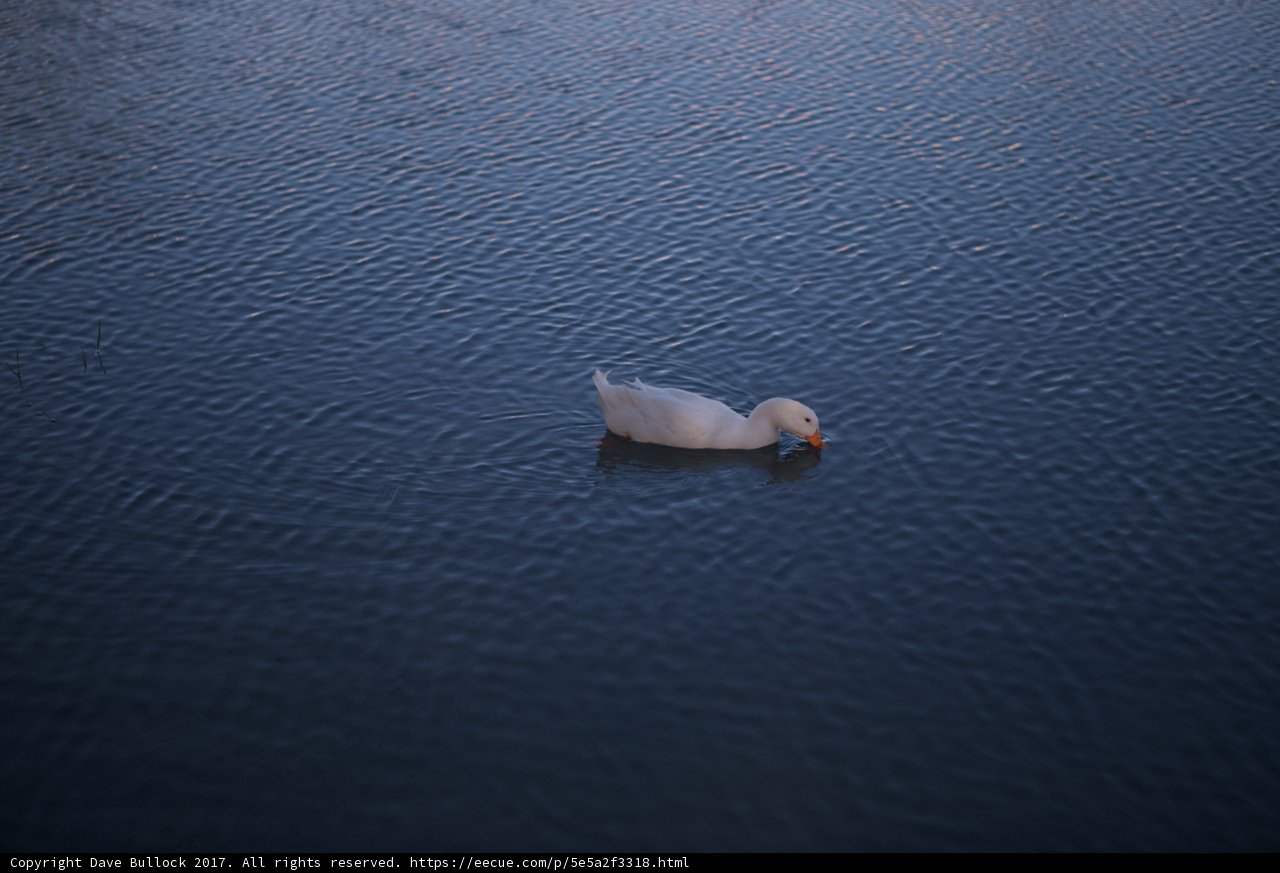 Serene Duck at Coachella Lake
