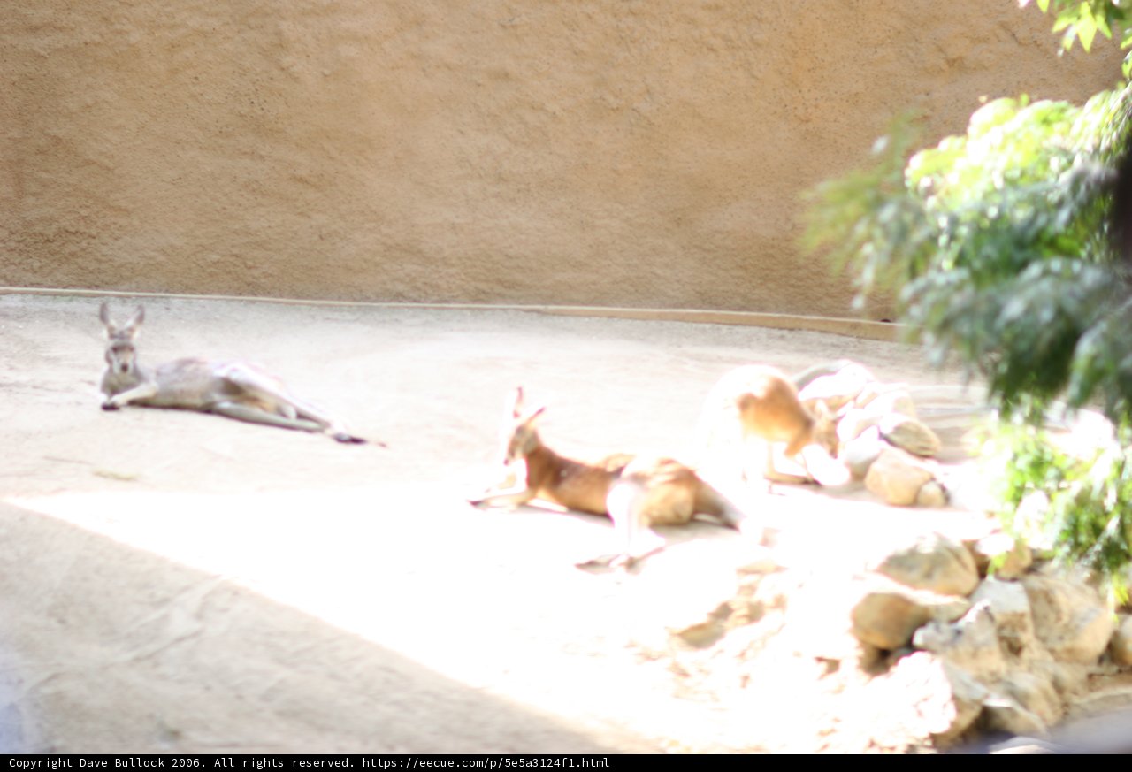 Resting Wildlife