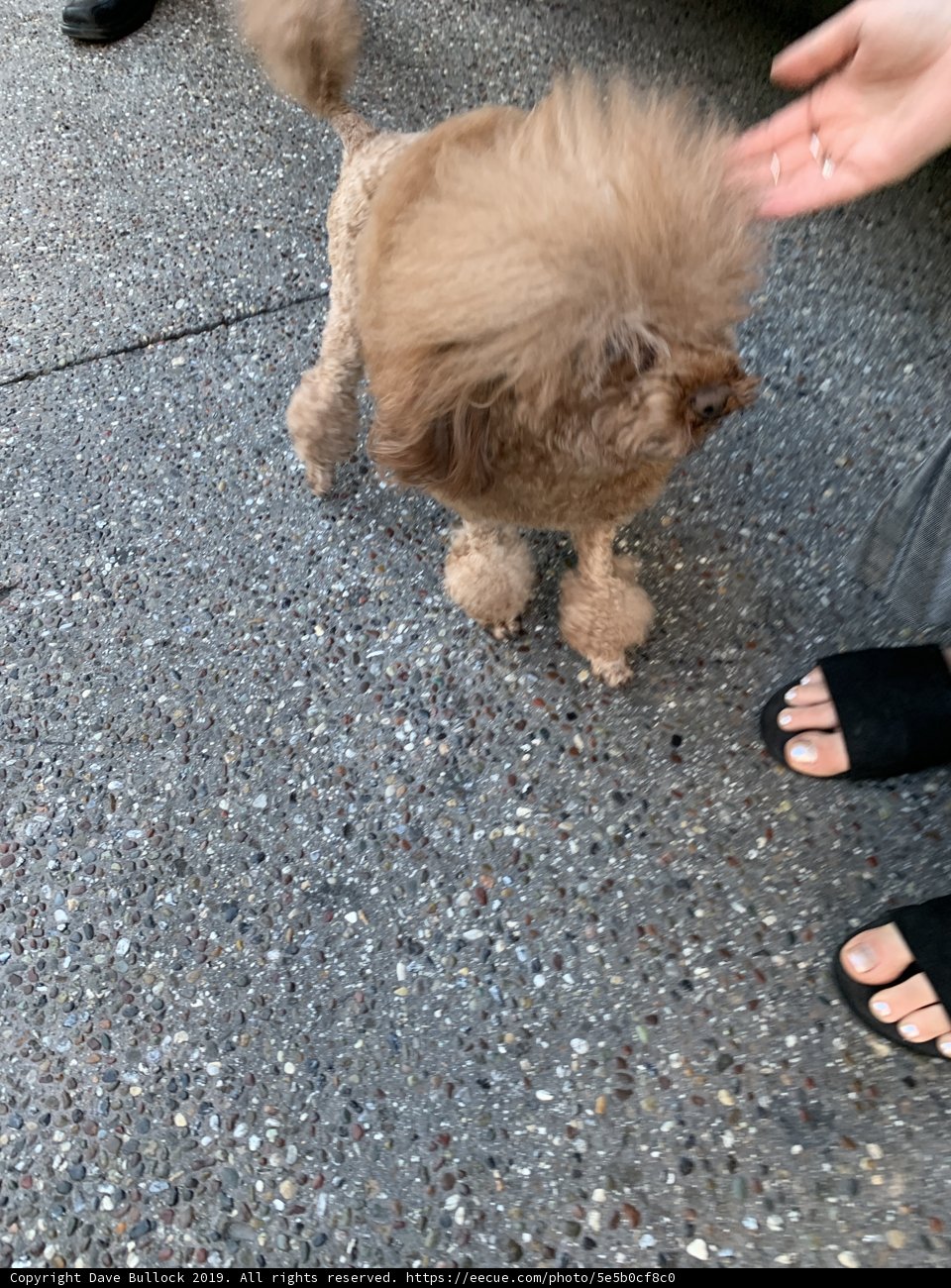 Dog takes a stroll with its owner