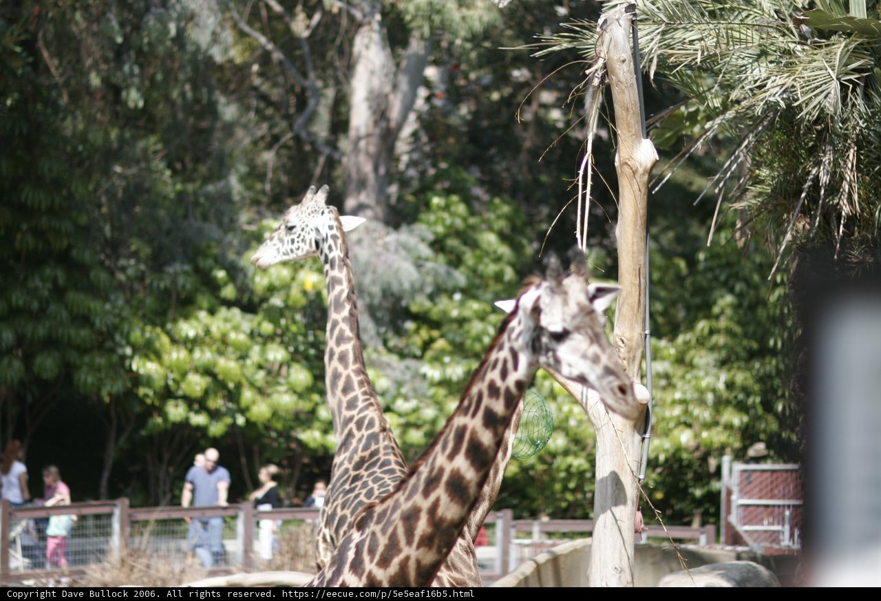 A Day at the Zoo with the Giraffes
