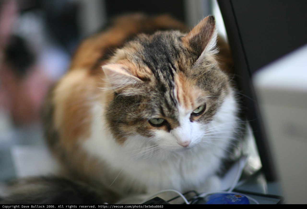Tech-savvy Catastrophe
