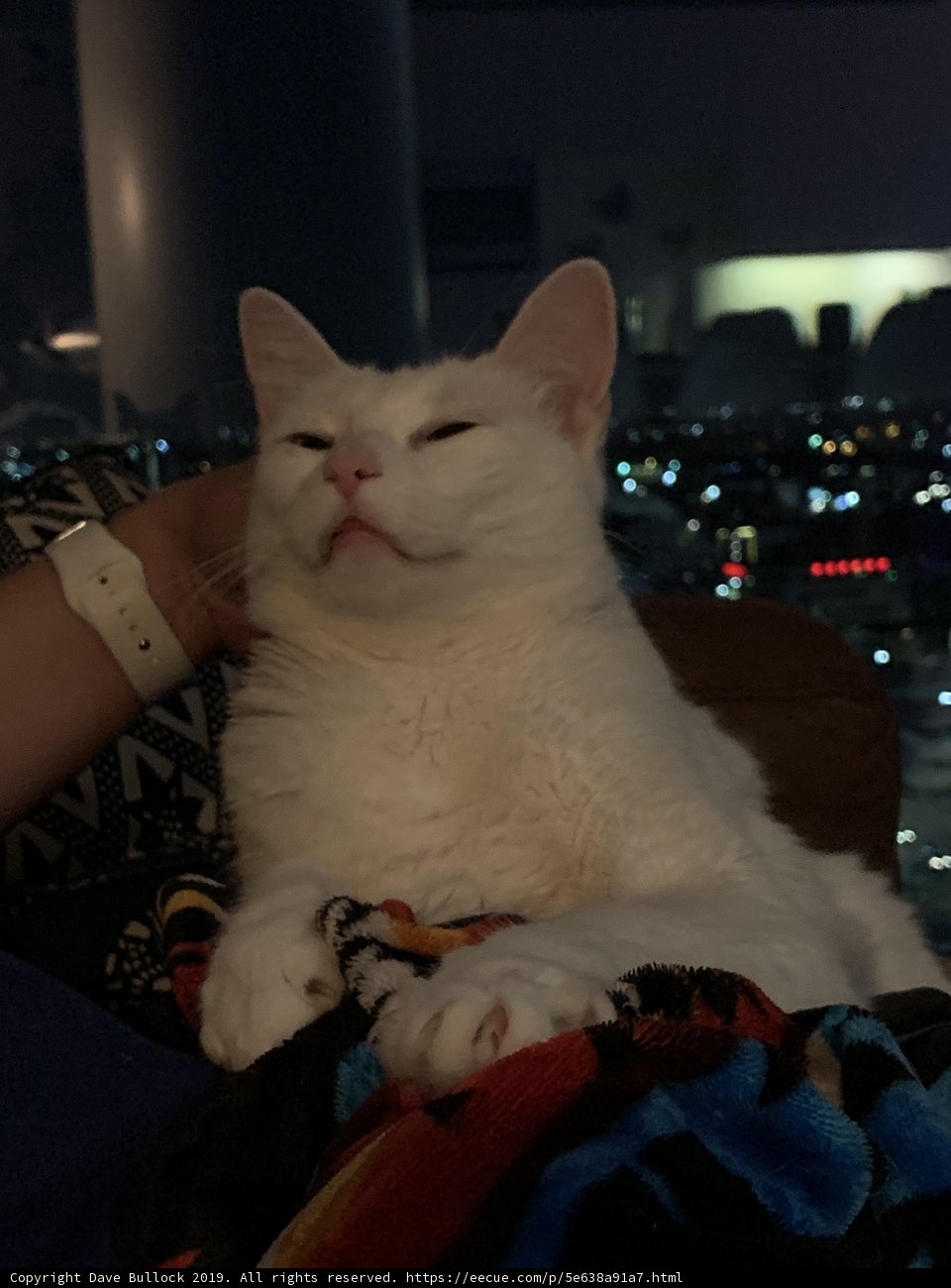 Cozy Cat Nap