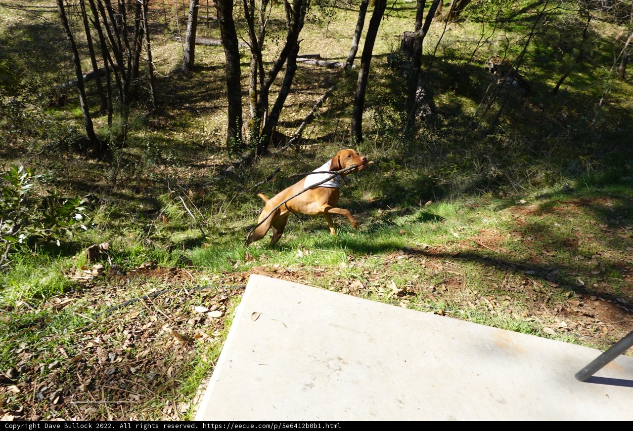 Airborne Pup Amongst Woodland Giants