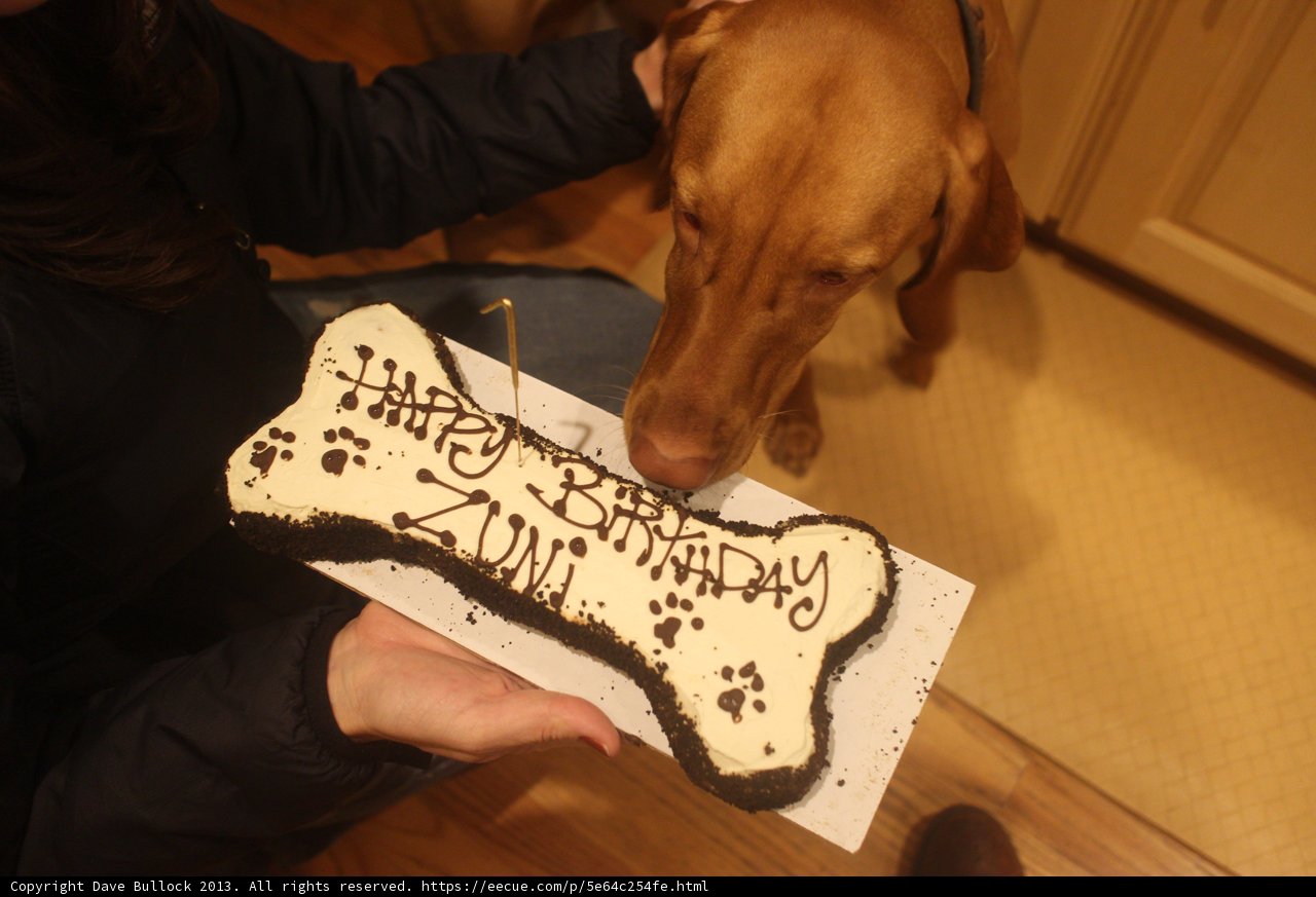 A Dog's Sweet Tooth