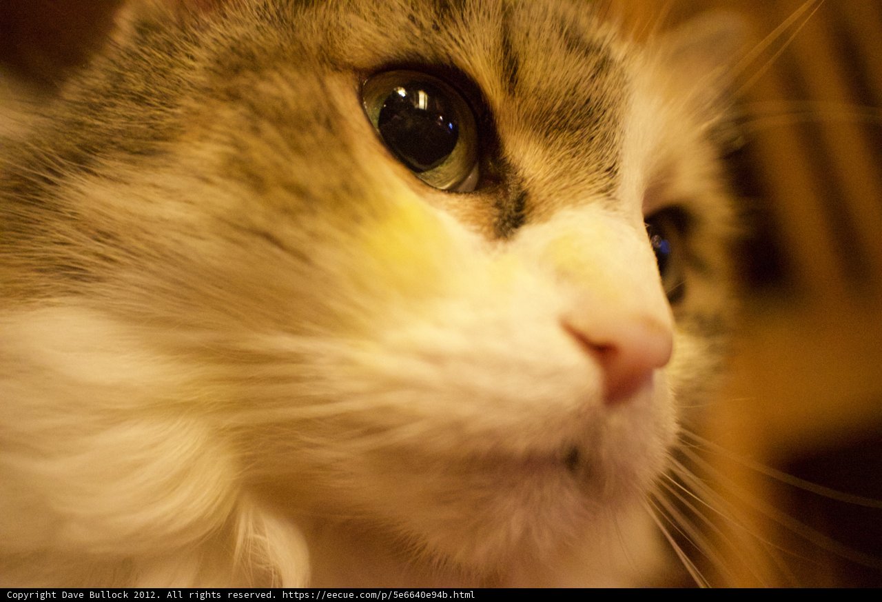 Feline Focus
