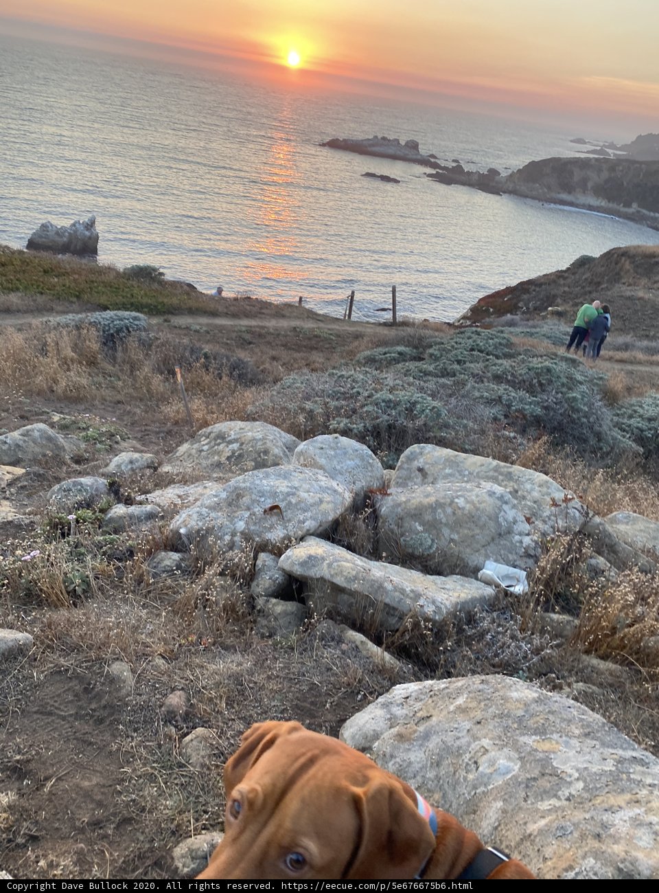 Overlooking the Ocean with Man's Best Friend