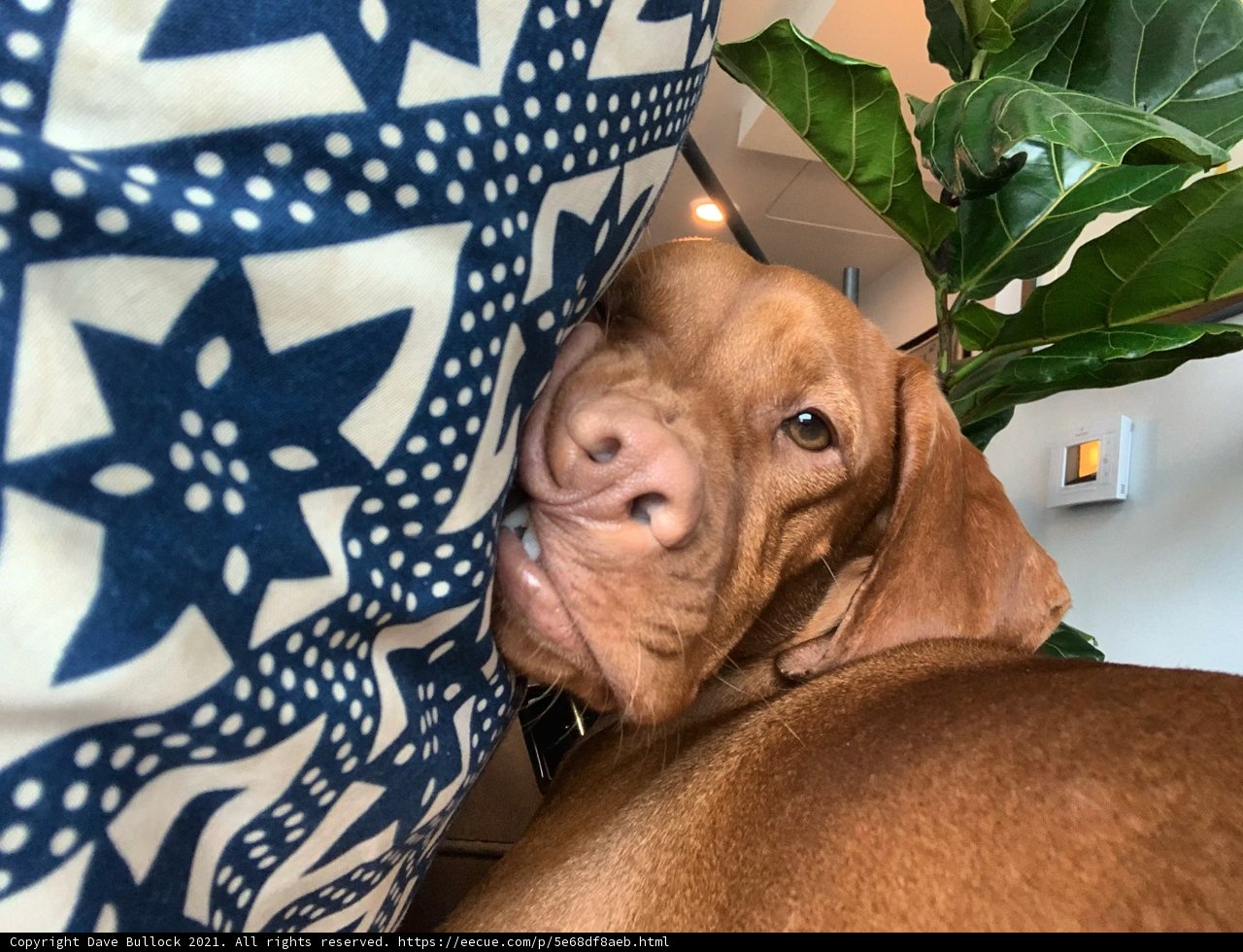 Cozy Canine on a Couch