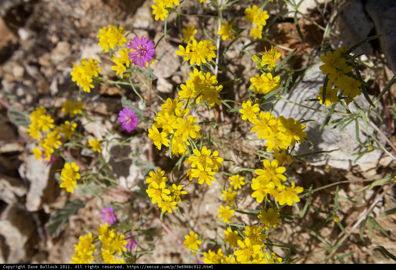 A Sea of Yellow Daisies