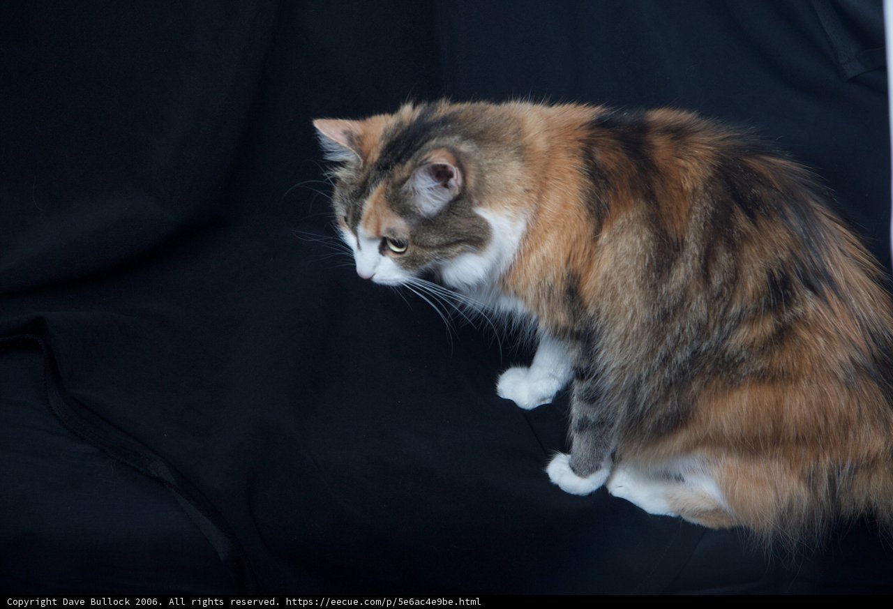 Beautiful Calico Cat