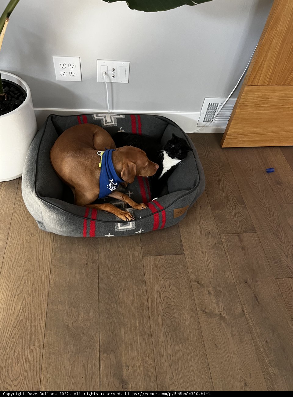 Cozy Canine Nap