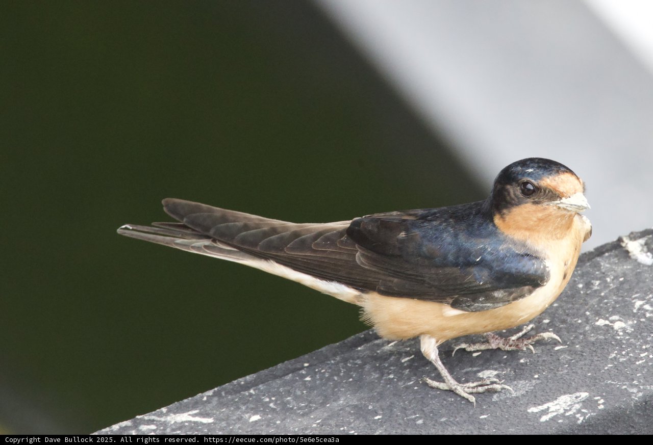 Swallow’s Rest
