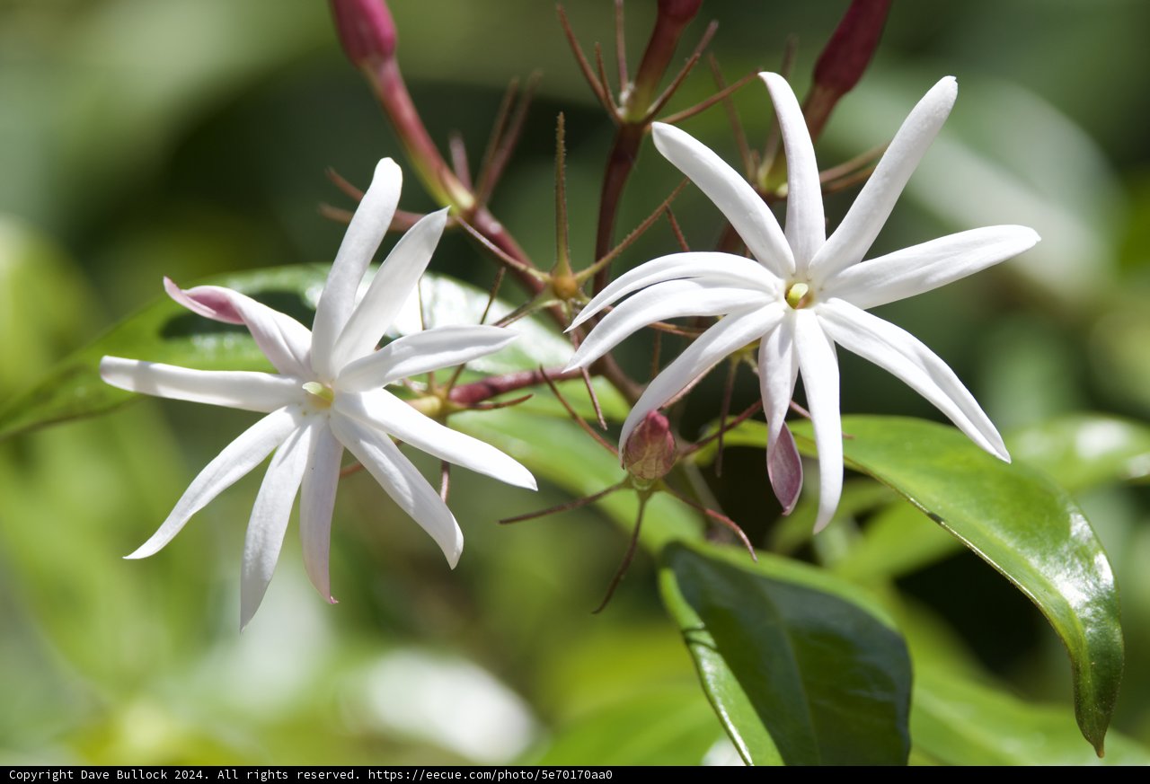 Pristine Bloom in Tropical Light