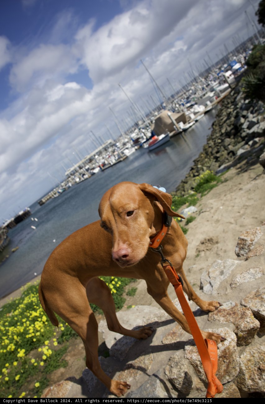 Our Canine Companion's Monterey Stroll