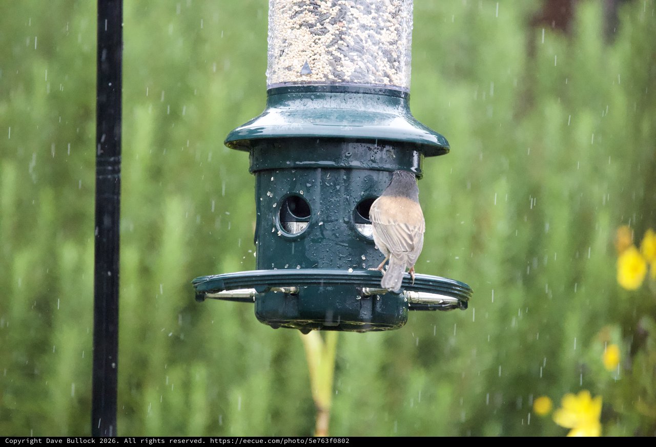 Small Bird Feeding in the Rain at Backyard Feeder
