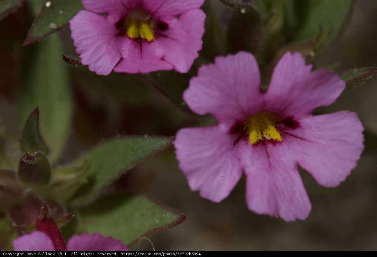 Pink Geraniums with Yellow Centers