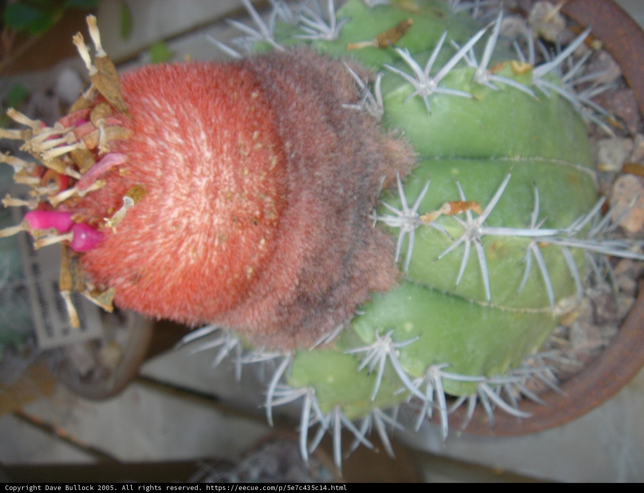 Desert Bloom