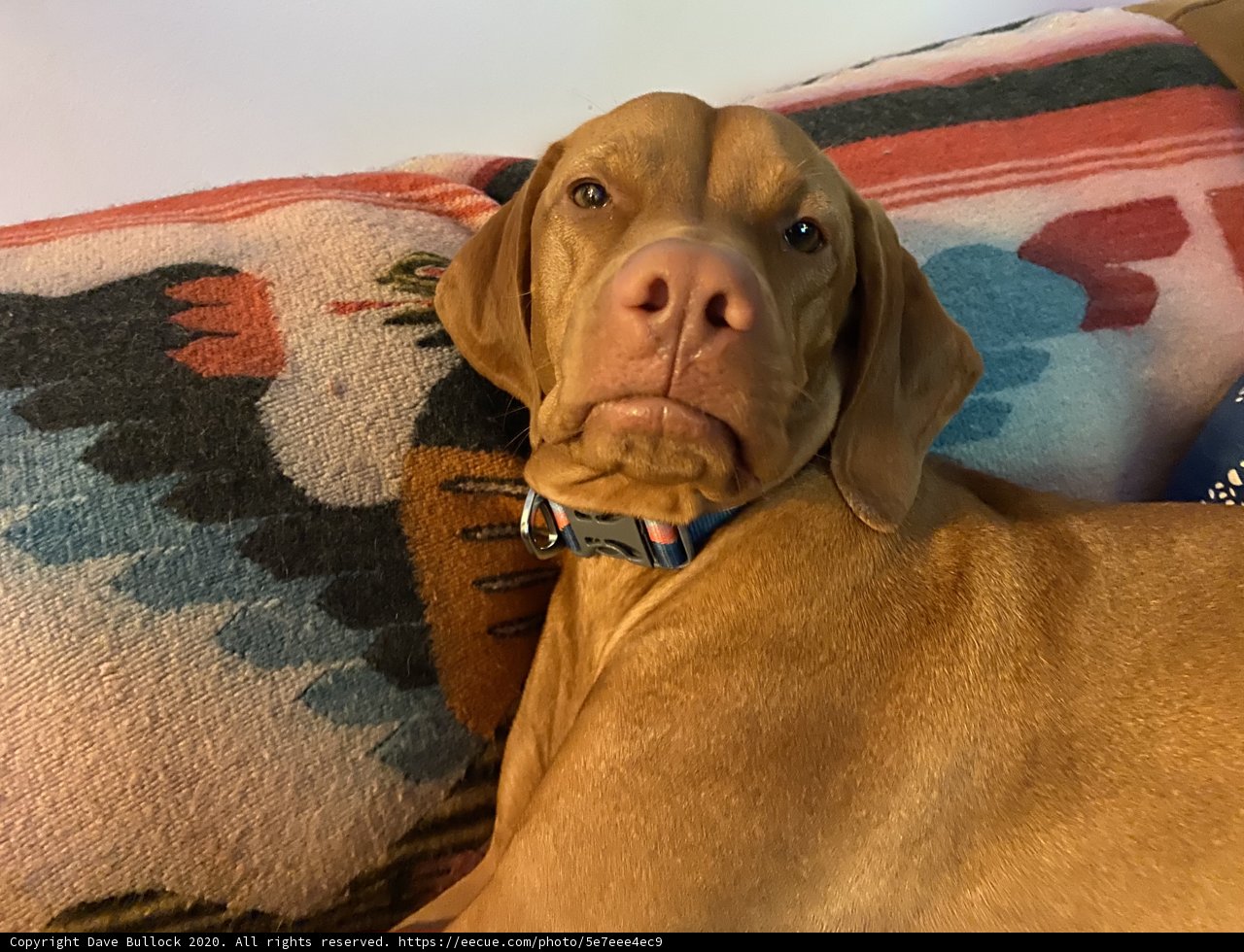 Cozy Canine Couch Companion