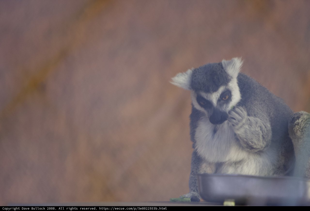 Laid-back Lemur