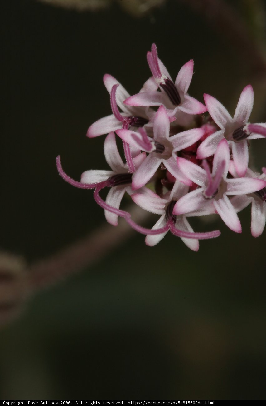 Pink Petals Blooming
