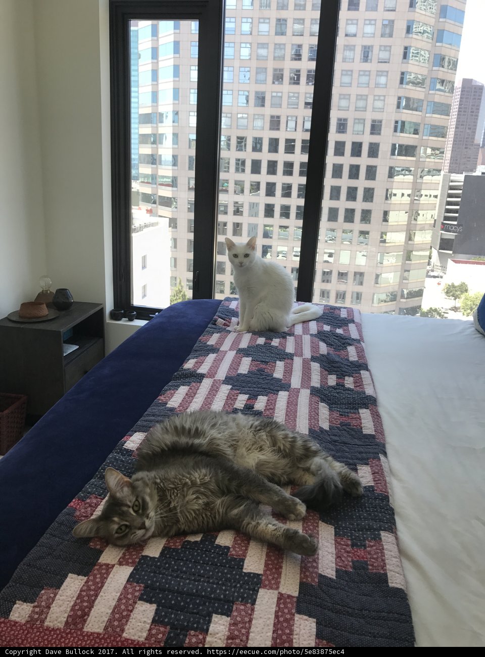 Feline Friends by the Window