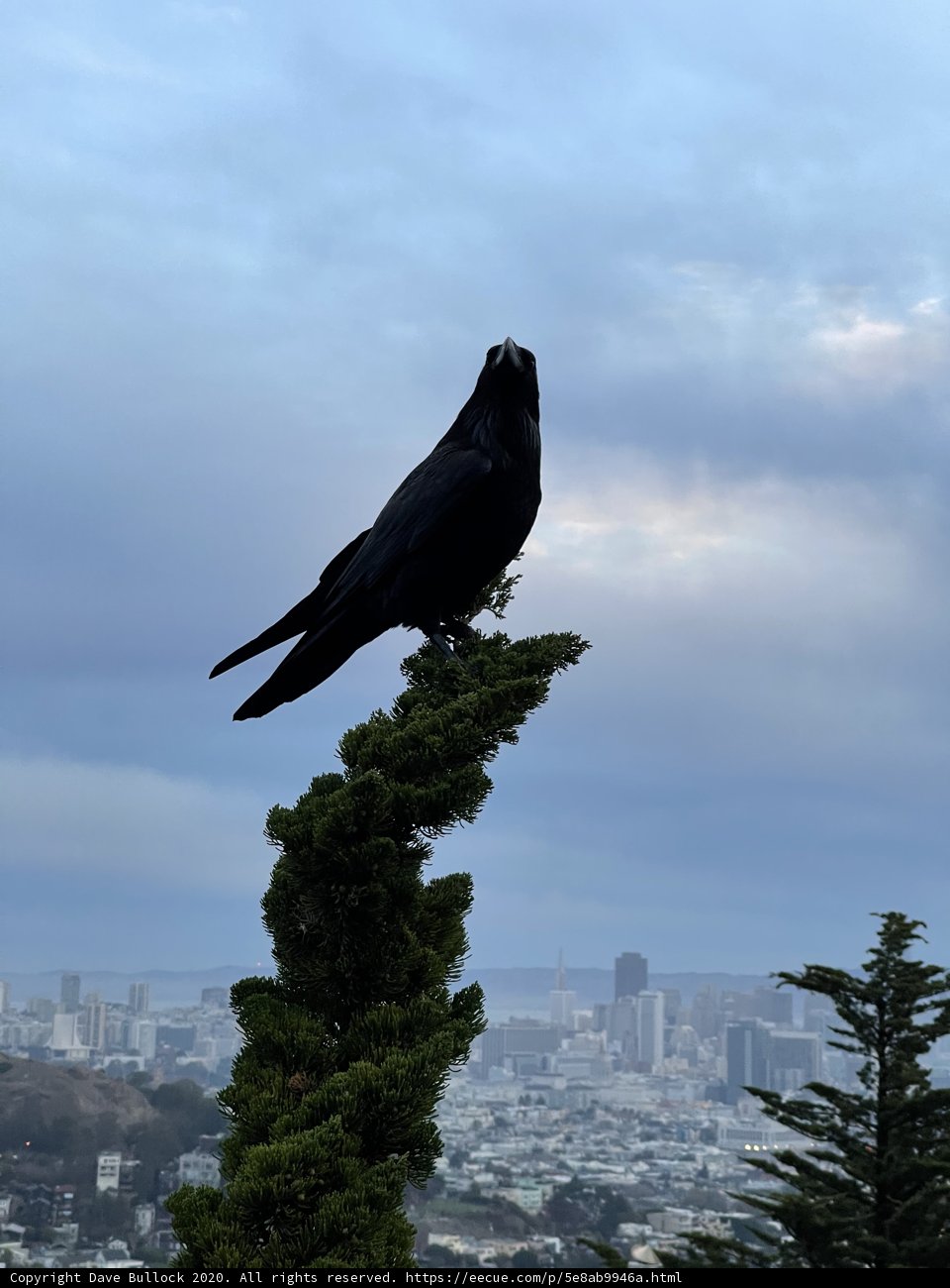 Crow in the Urban Wilderness
