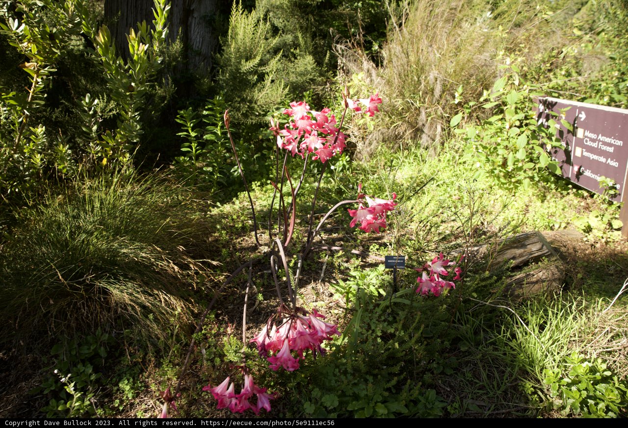 Blooming Radiance at San Francisco Botanical Garden