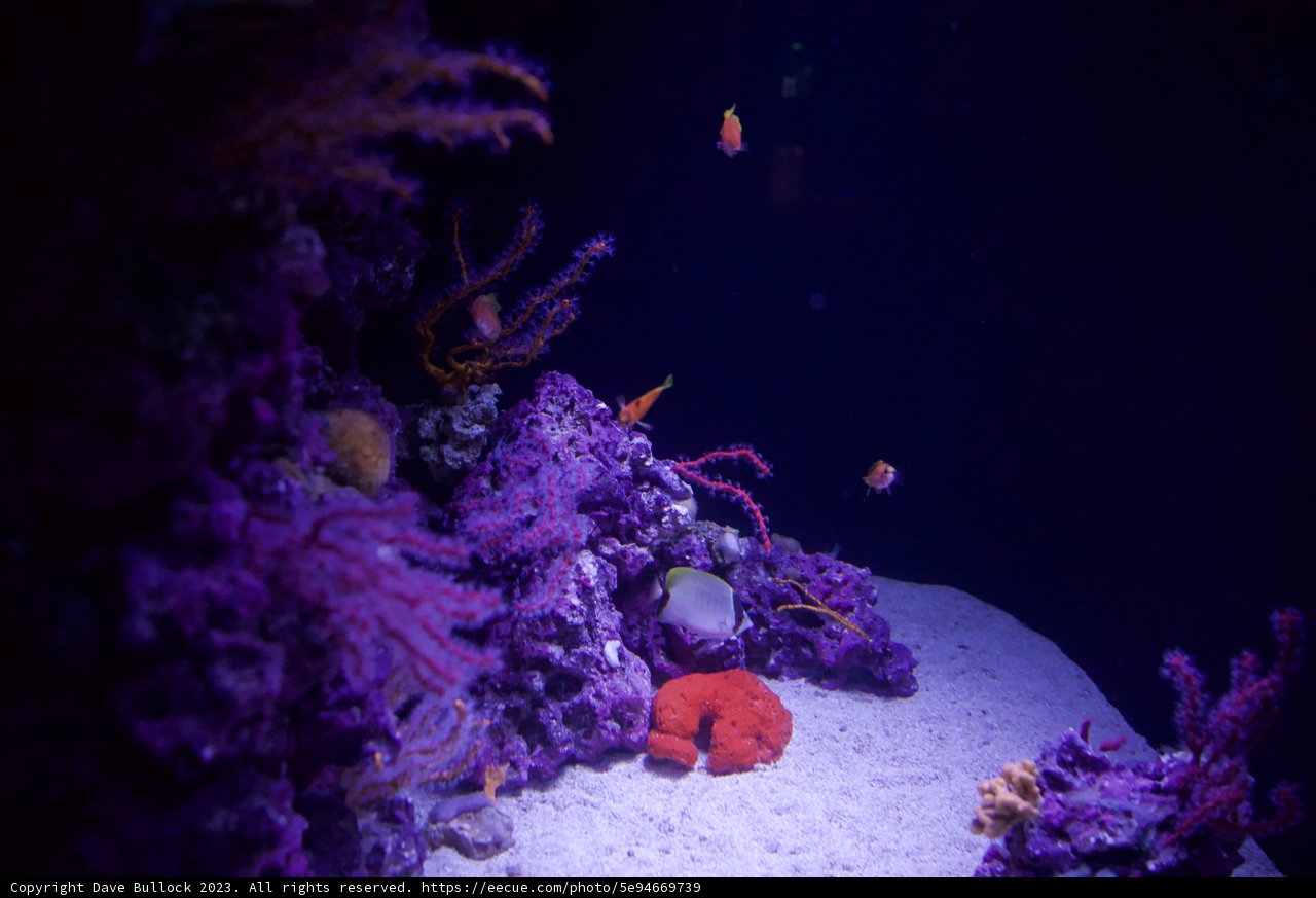 Vibrant Underwater Wonderland