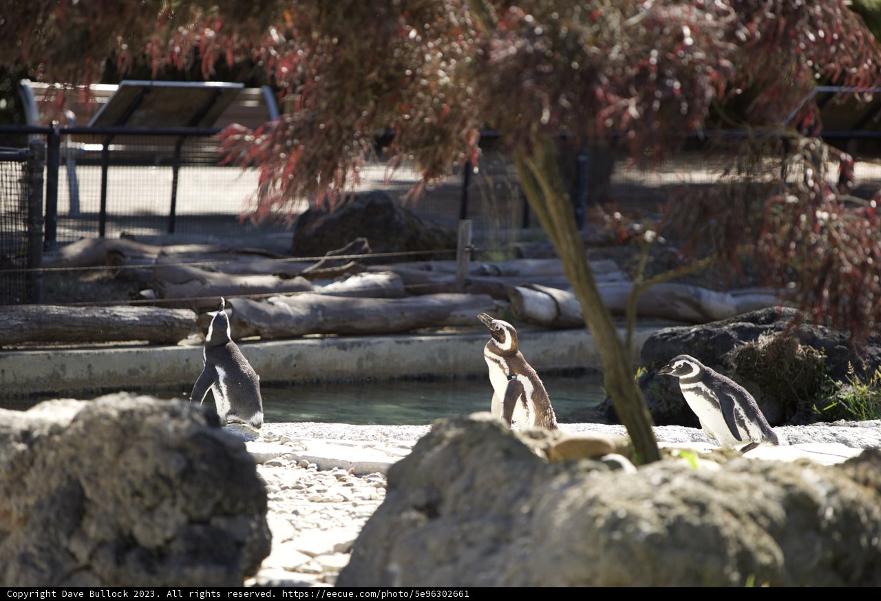 Penguins' Parade at San Francisco Zoo