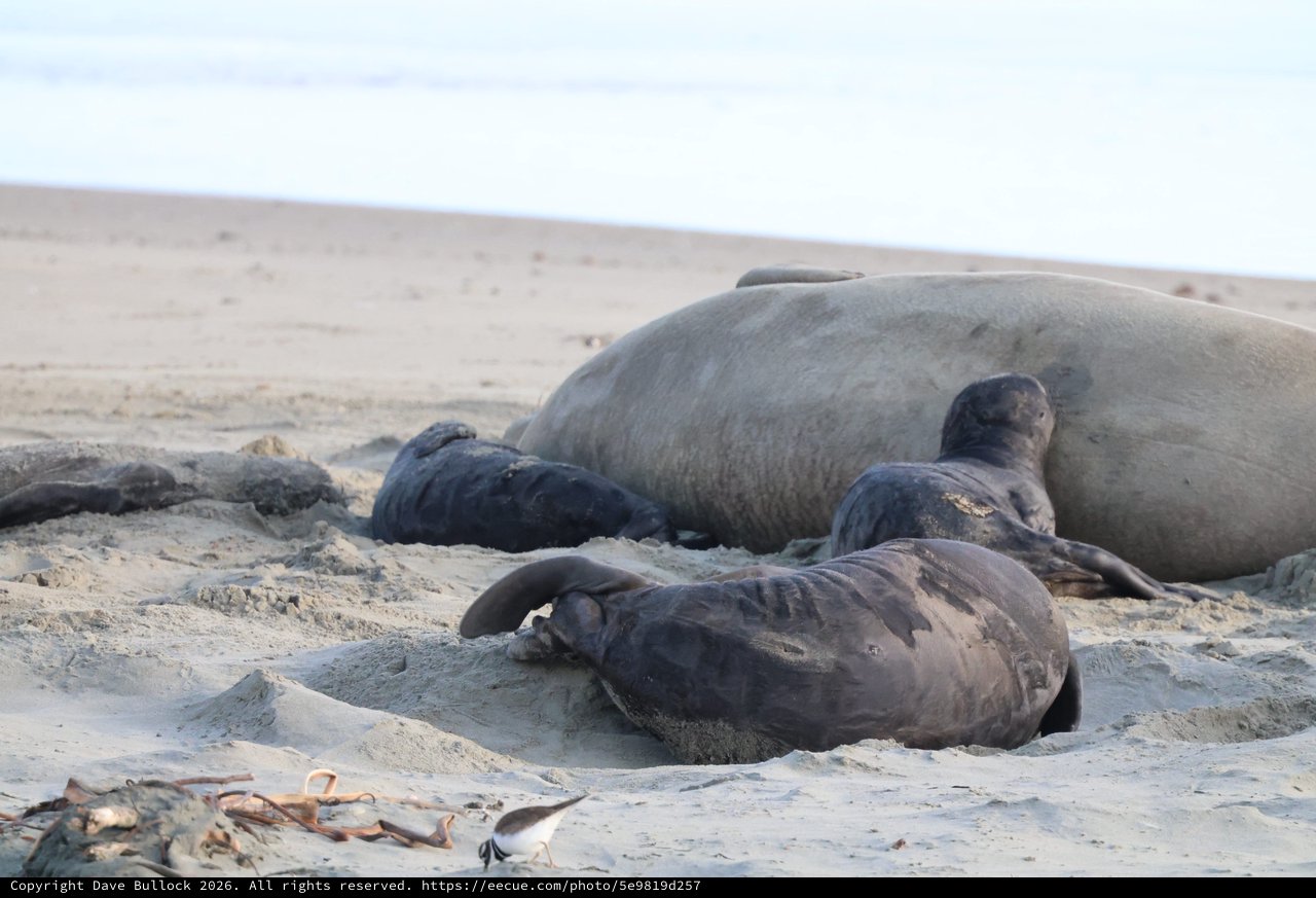 Elephant Seals Resting on Drakes Beach Shore