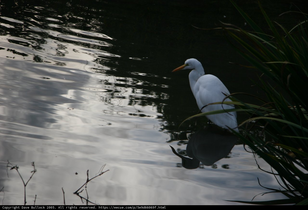 Serenity by the Waters