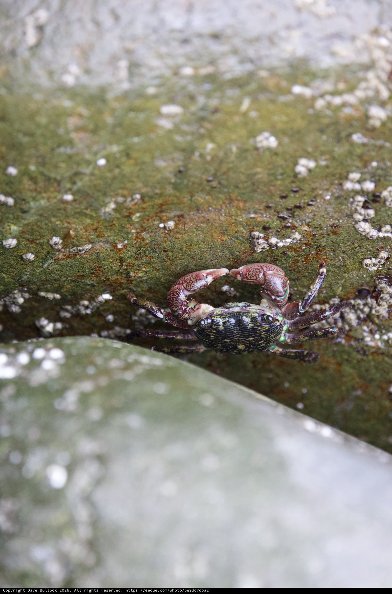 Colorful Shore Crab Clinging to Algae-Covered Rock