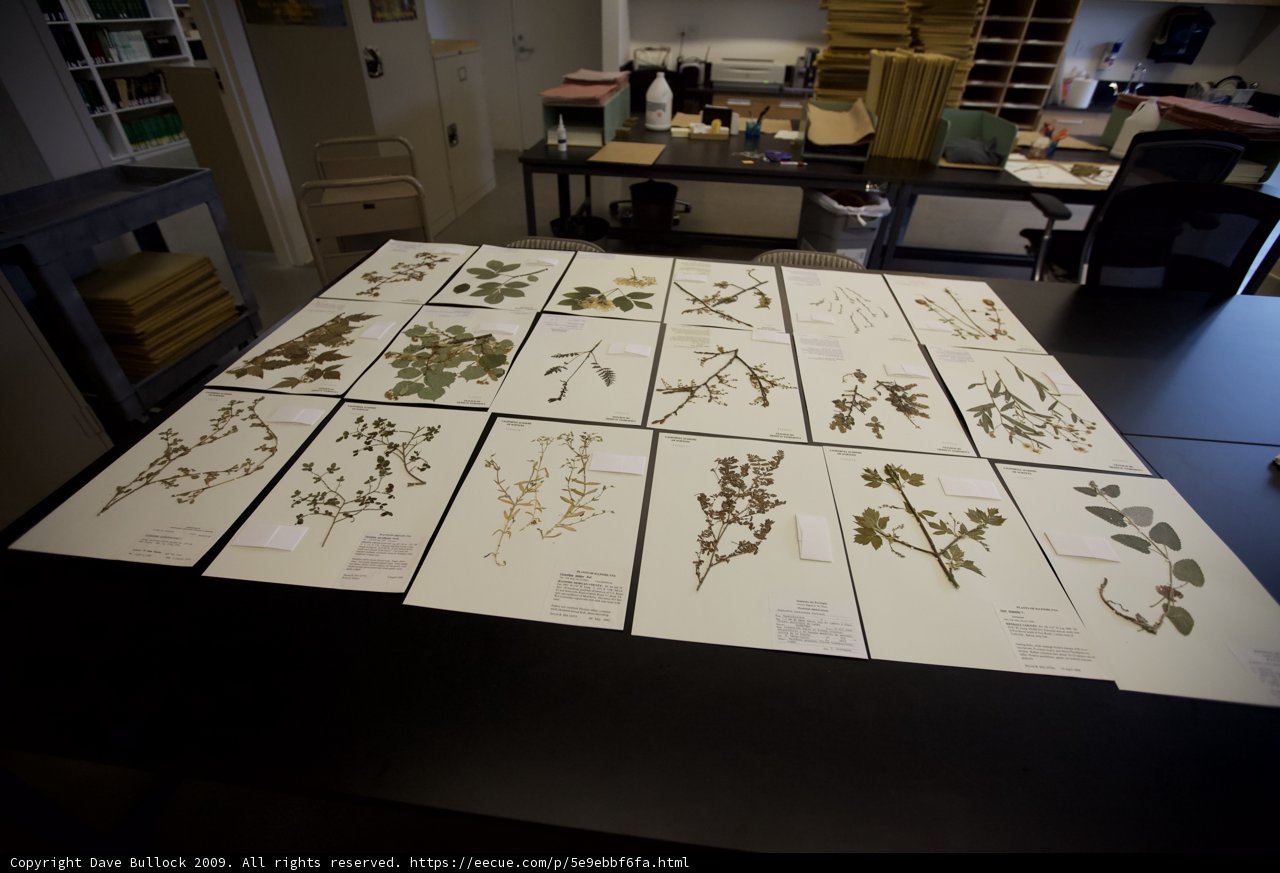 Botanical Diversity on Display