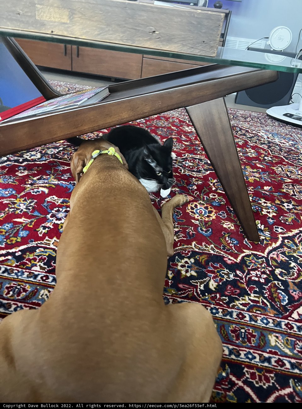 Furry Friends on the Living Room Rug