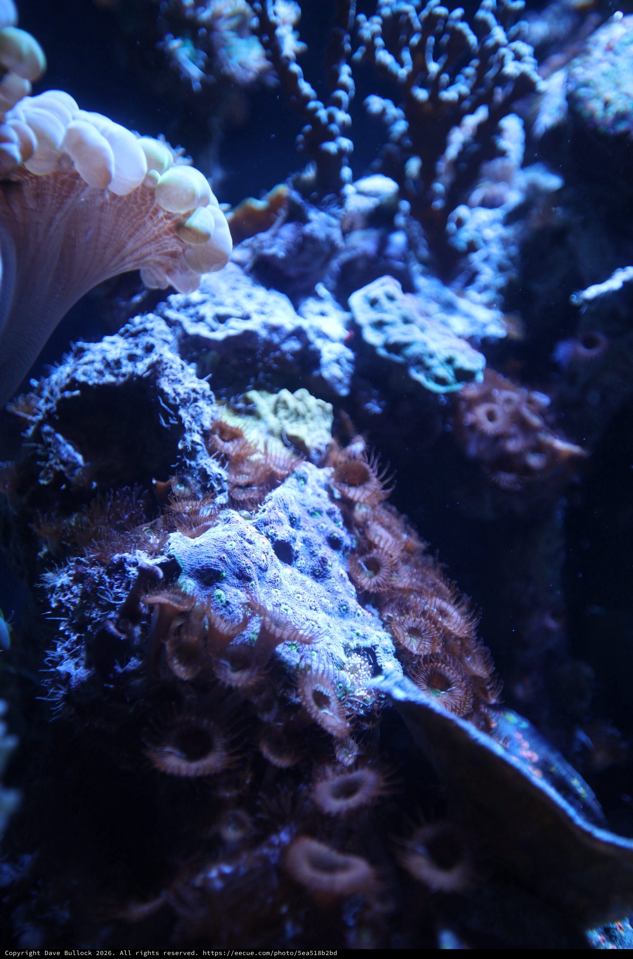 Vibrant Coral Reef Community in Blue Light
