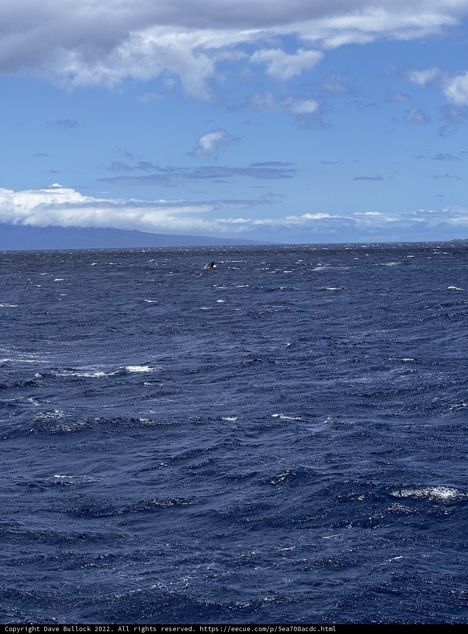 Majestic Whale and Mountain Scenery